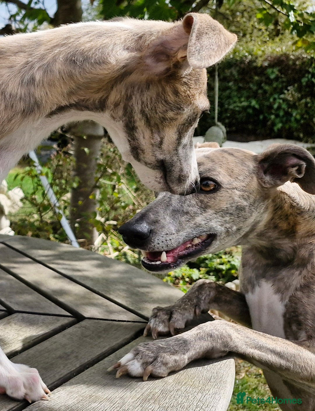 Whippet dogs for sale: Beautiful Pedigree BOY Whippet Puppy. - Image 10