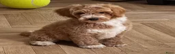 Australian Labradoodle dogs for sale: Multi-Gen Australian Labradoodle Puppies - Advert 12