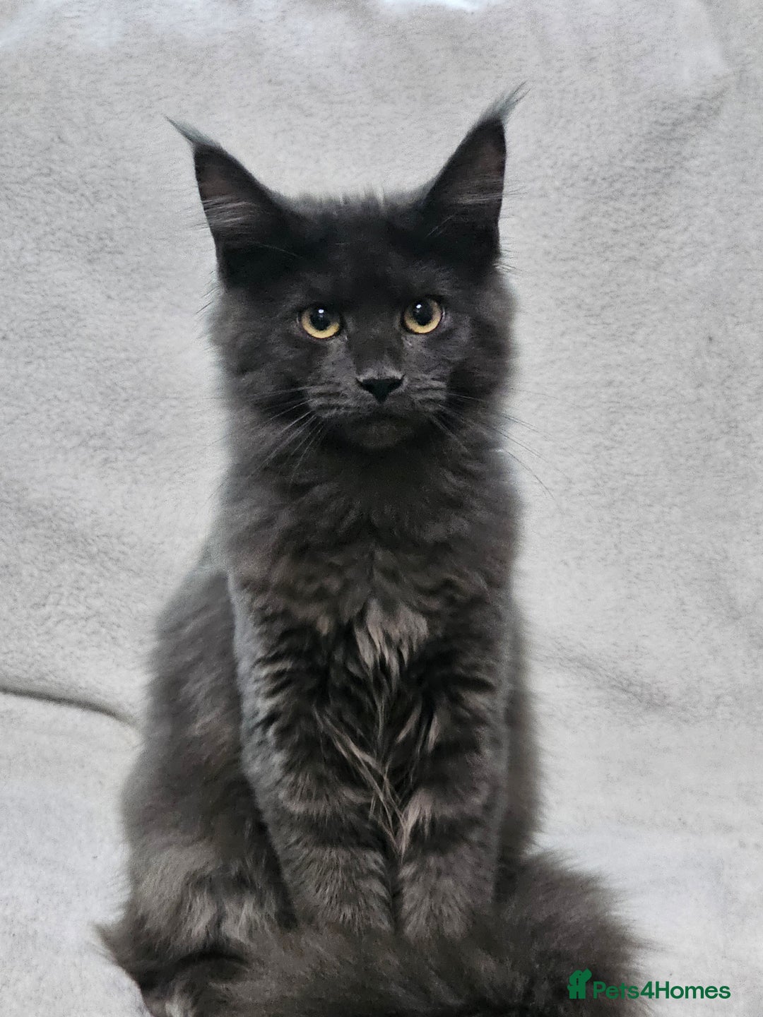 Maine Coon cats for sale: Black Smoke Kittens - Advert 19