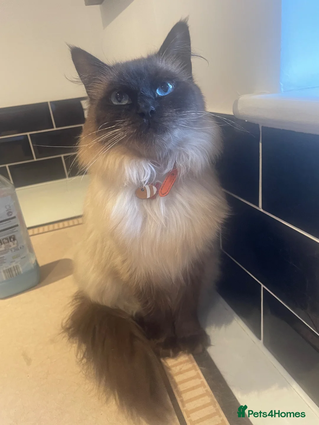 Ragdoll cats for sale: Female seal point Ragdoll looking for loving home in Selby - Advert 2