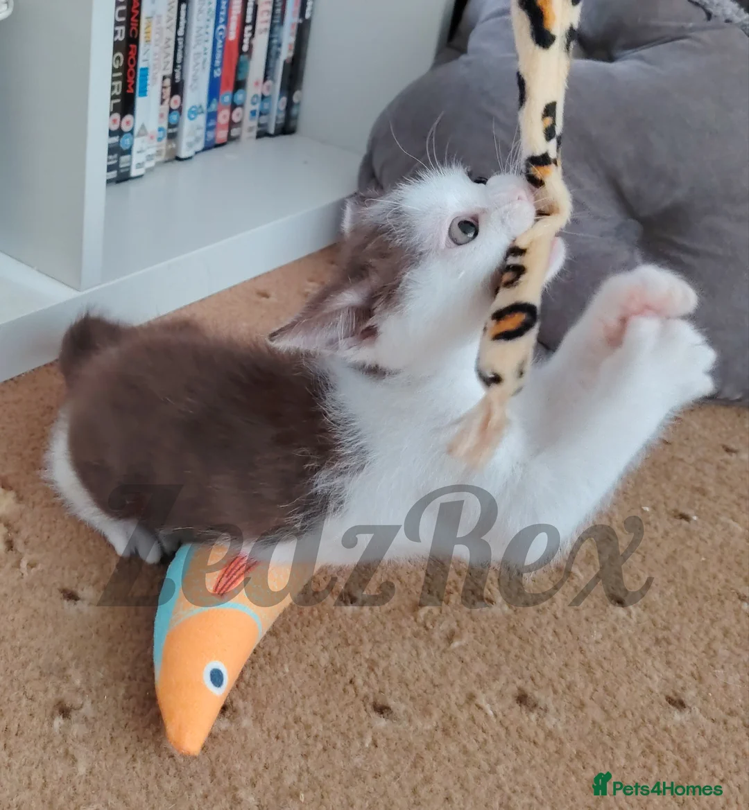 Devon Rex cats for sale: Special home wanted for beautiful Devon Rex x BSH  - Advert 2