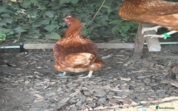 Chickens poultry for sale: 8 hybrid hens for sale  - Image 13