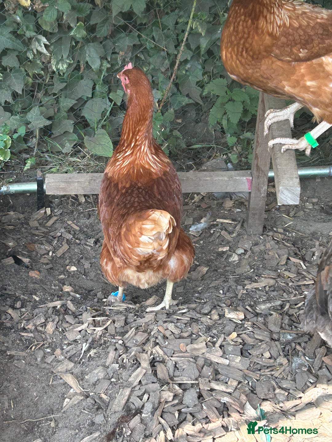 Chickens poultry for sale: 8 hybrid hens for sale  - Image 13