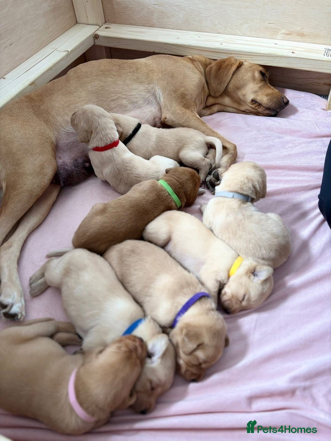 Labrador Retriever dogs for sale: Labradors for sale  - Image 11