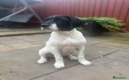 Mixed Breed dogs for sale: LAST PUPPY ❤️ - Image 12