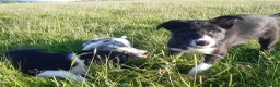 Border Collie dogs for sale: Border Collie pups for sale in Carmarthen - Advert 8