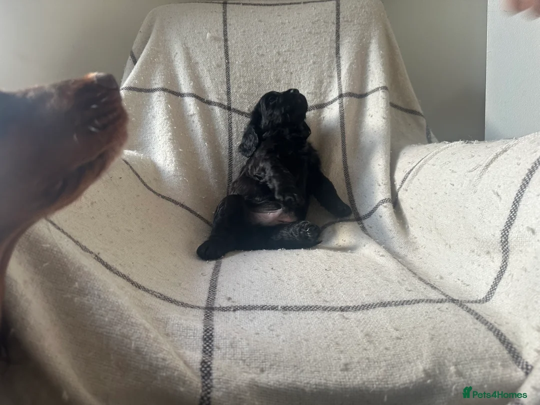 Cocker Spaniel dogs for sale: Working cocker spaniel puppies - Advert 11