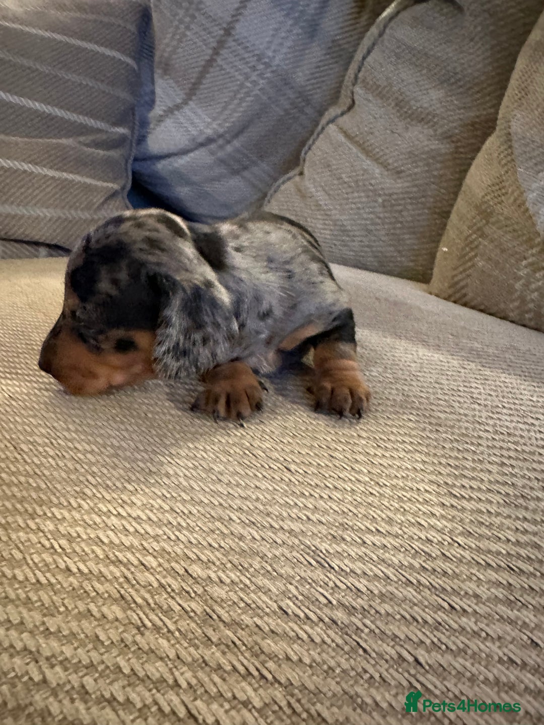 Miniature Dachshund dogs for sale: Ready Soon - Gorgeous KC Reg. Miniature Dachshund - Advert 20