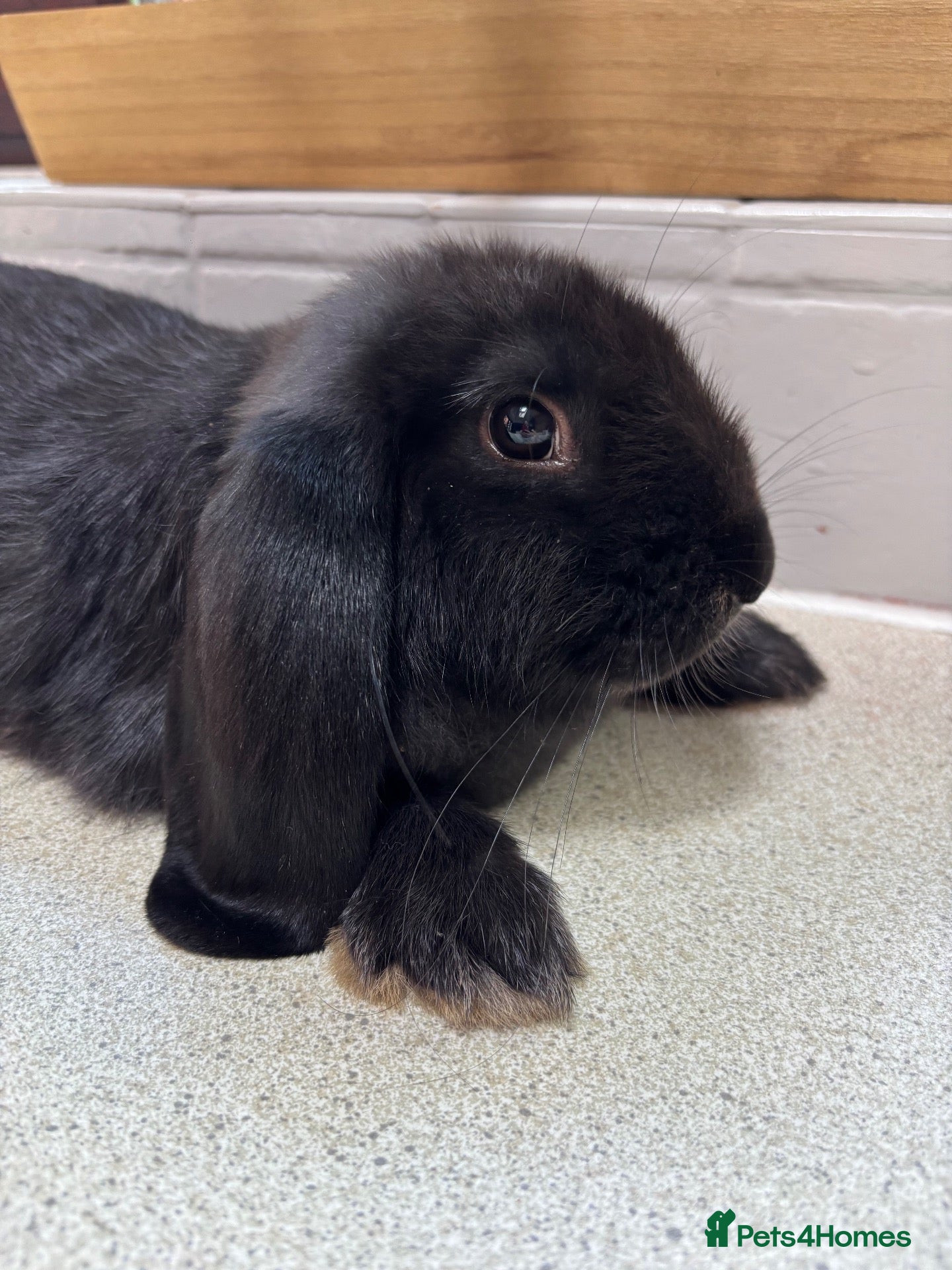 French Lop rabbits Male Baby “Giant” French Lop ready to reserve  - Advert 10