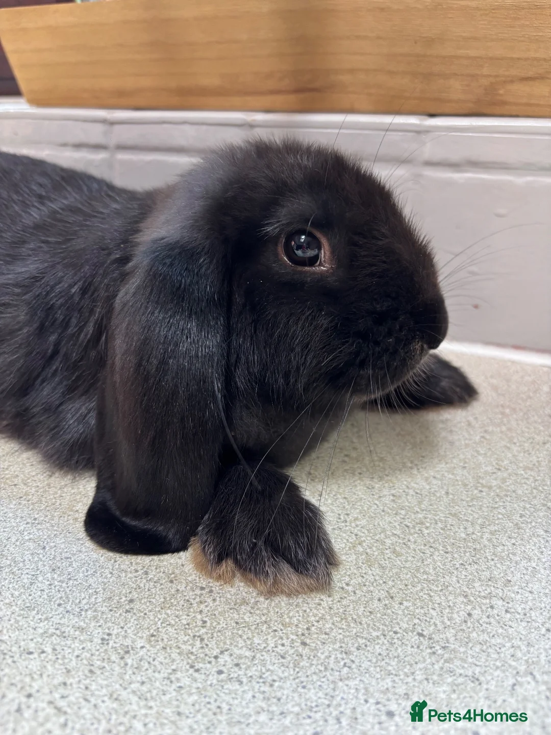 French Lop rabbits for sale: Male Baby “Giant” French Lop ready to reserve  - Advert 1