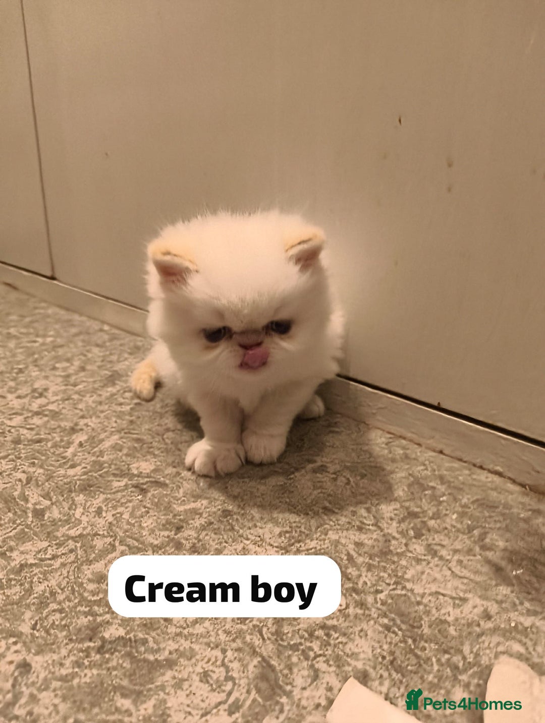 Persian cats for sale: Incredible exotic Persian kittens - Advert 3