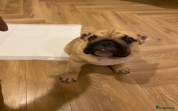 English Bulldog dogs for sale: English bulldog 3 generations kc bloodline  - Image 8