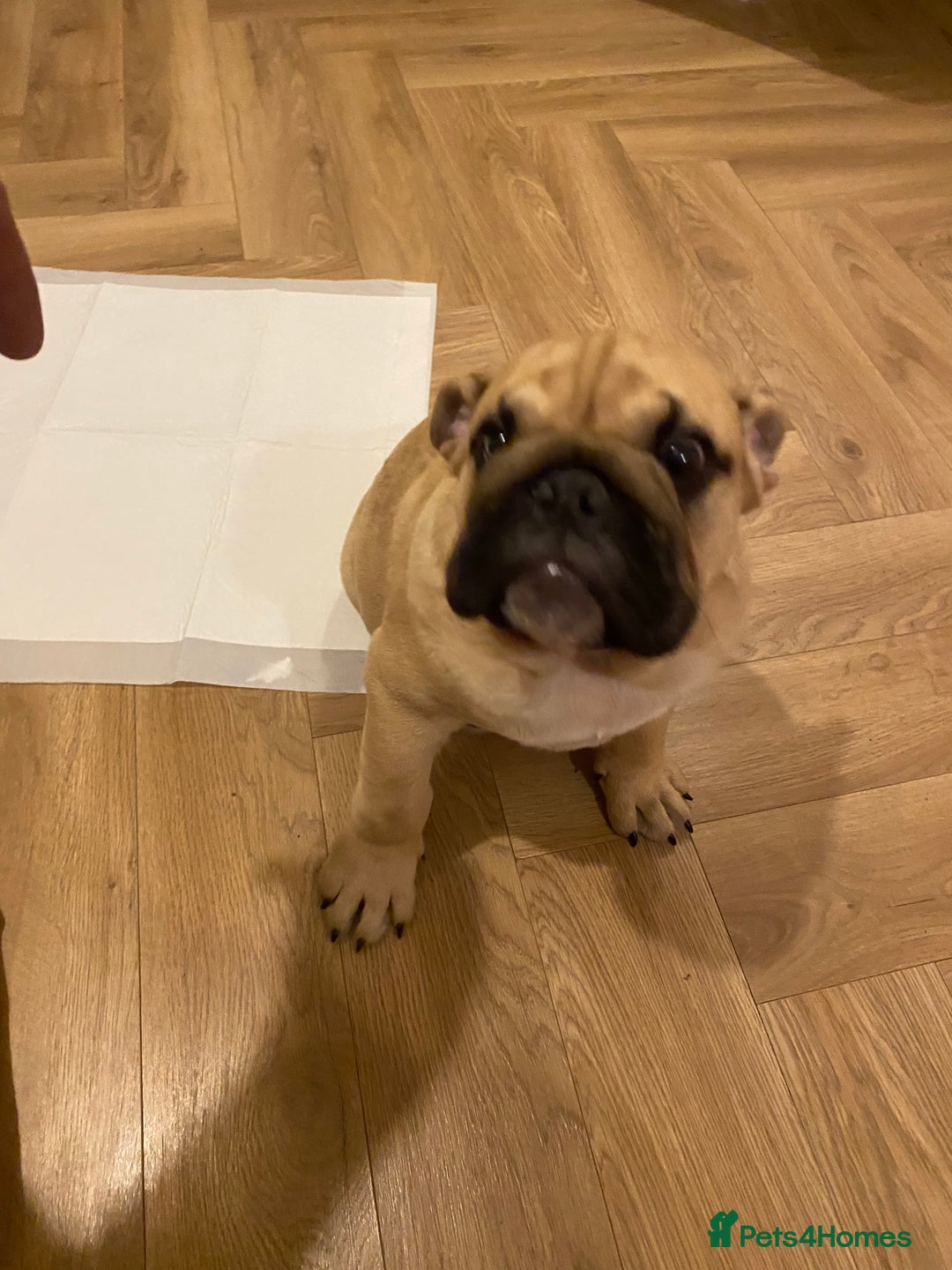 English Bulldog dogs for sale: English bulldog 3 generations kc bloodline  - Image 8