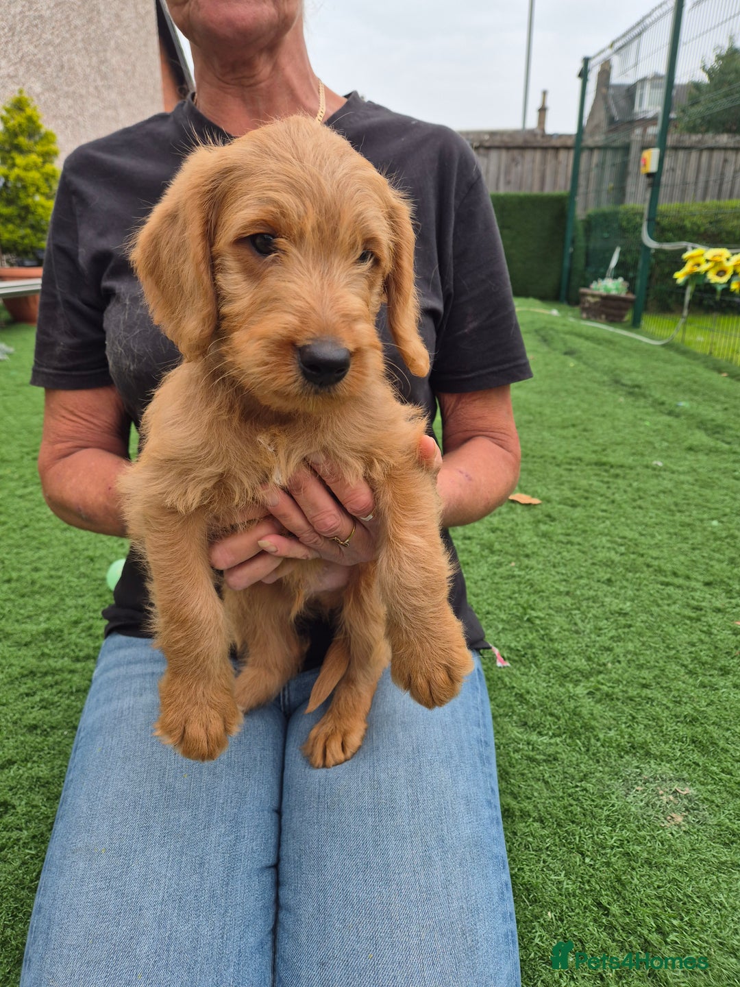 Labradoodle dogs for sale: Miniature labradoodles  - Image 11