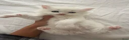 Mixed Breed cats for sale: Persian x Scottish fold mix kittens  - Advert 6