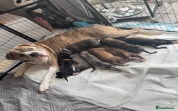 Mixed Breed dogs for sale: Beautiful American bulldog x cane corso puppies - Image 5
