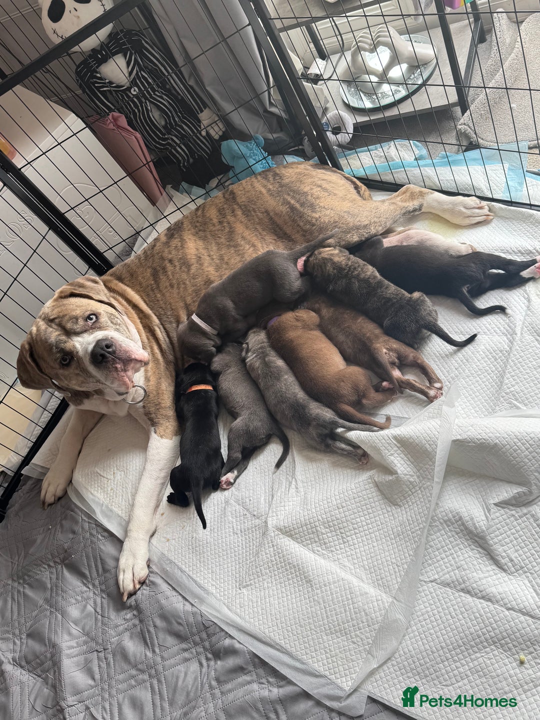 Mixed Breed dogs for sale: Beautiful American bulldog x cane corso puppies - Image 5