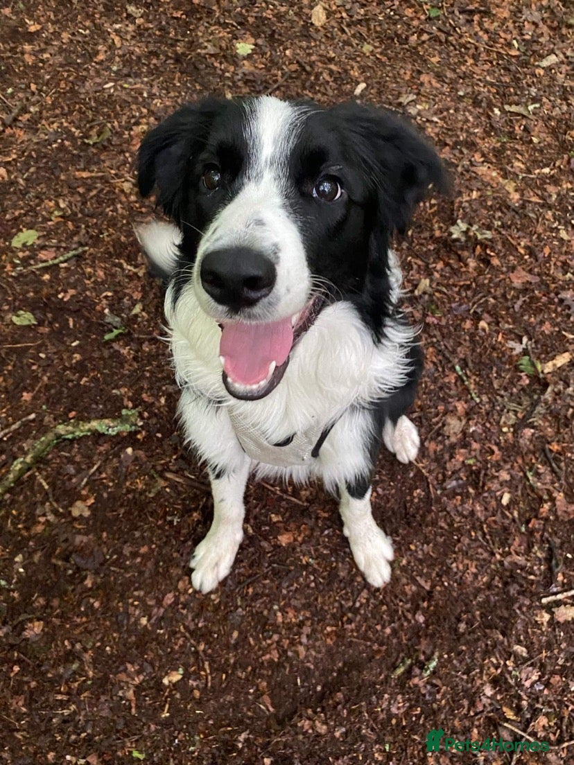 Border Collie dogs Male Border Collie mix for stud  - Advert 2