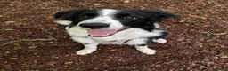 Border Collie dogs for stud: Male Border Collie mix for stud  - Advert 1