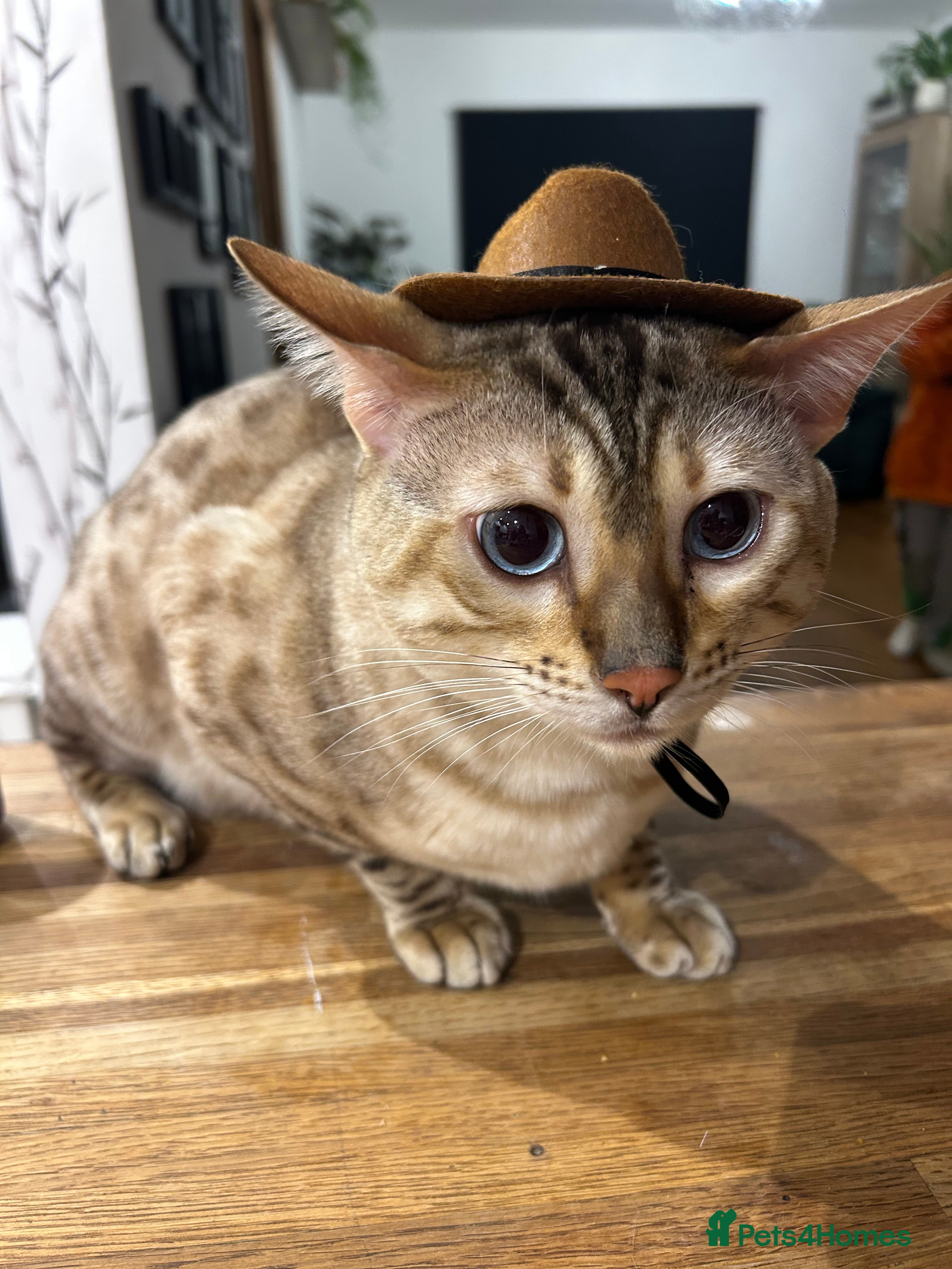 Bengal cats Beautiful bengal for stud in Hull - Advert 4