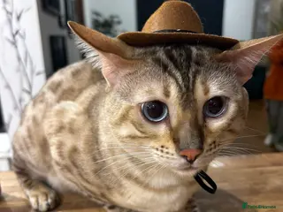 Bengal cats Beautiful bengal for stud in Hull - Advert 3