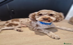 Cockapoo dogs for sale: F1b Miniature Cockapoo Pups Fully Health Tested - Advert 35