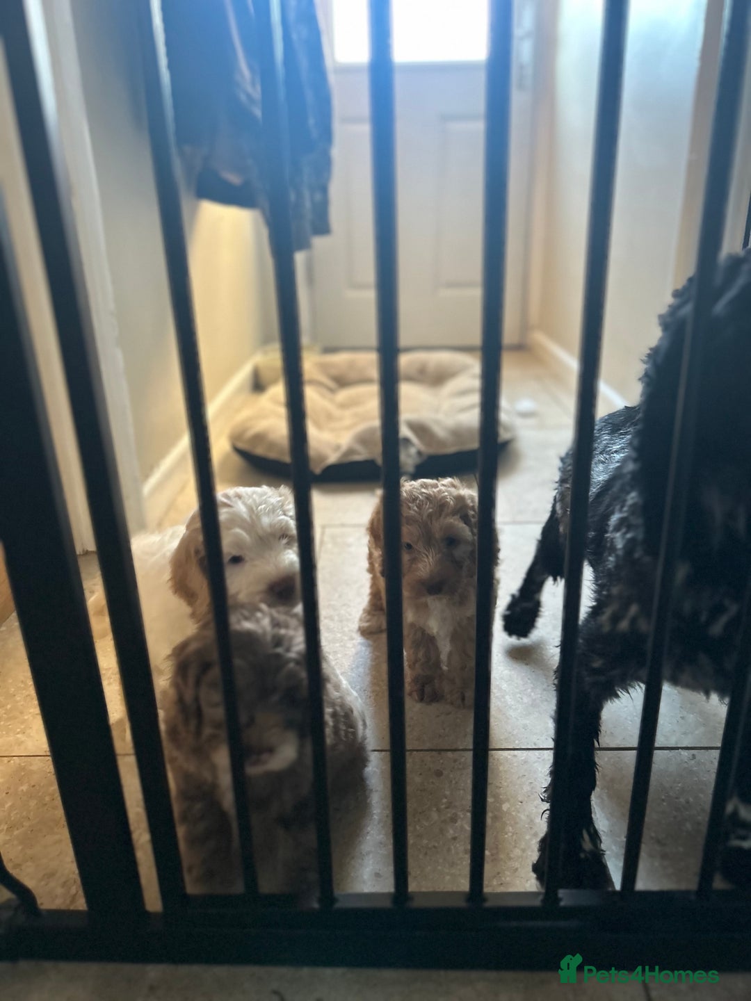 Cockapoo dogs for sale: Stunning f1 show cockapoos  - Image 15