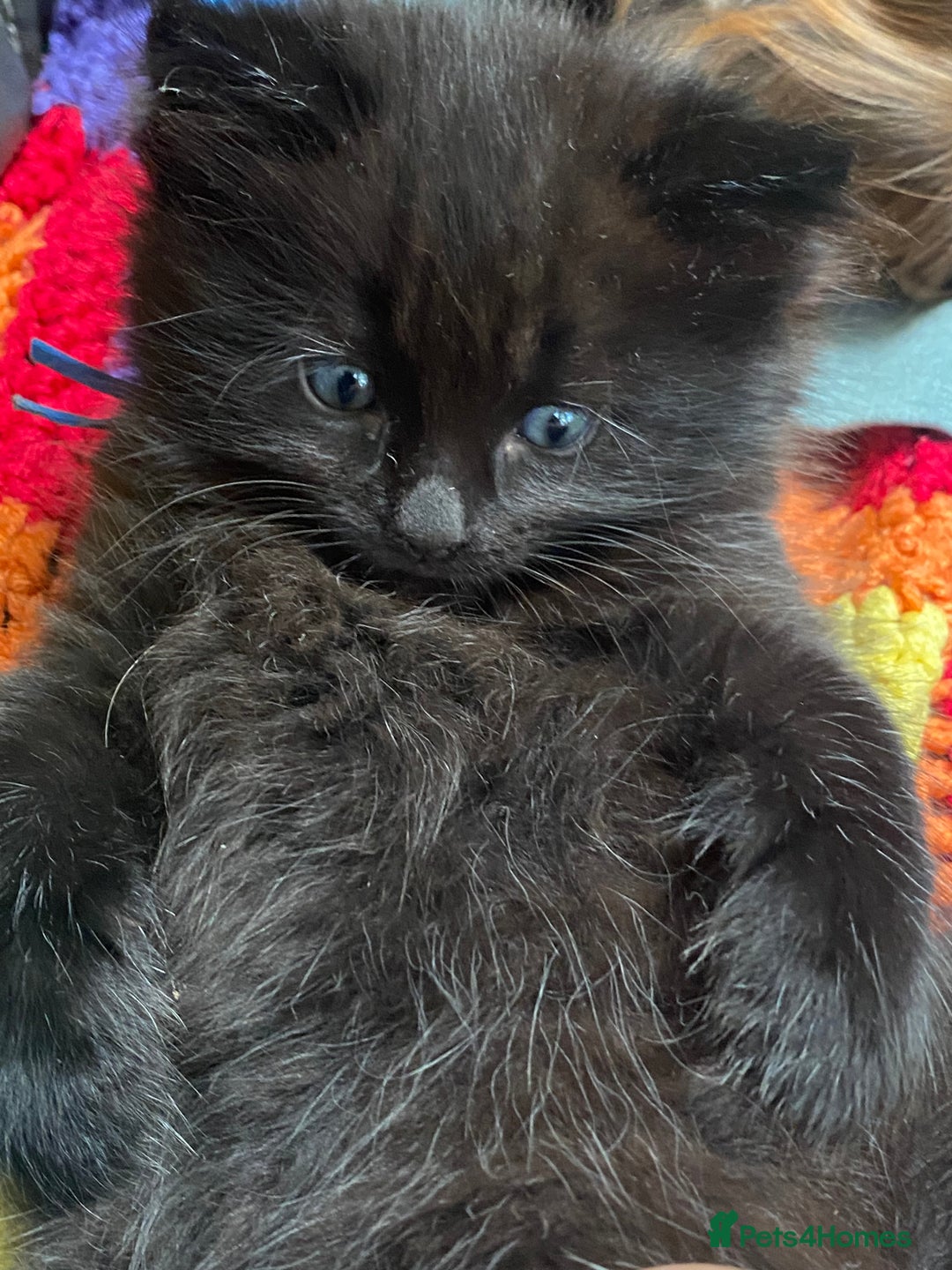Mixed Breed cats for sale: Adorable,  fluffy black kittens - Image 7