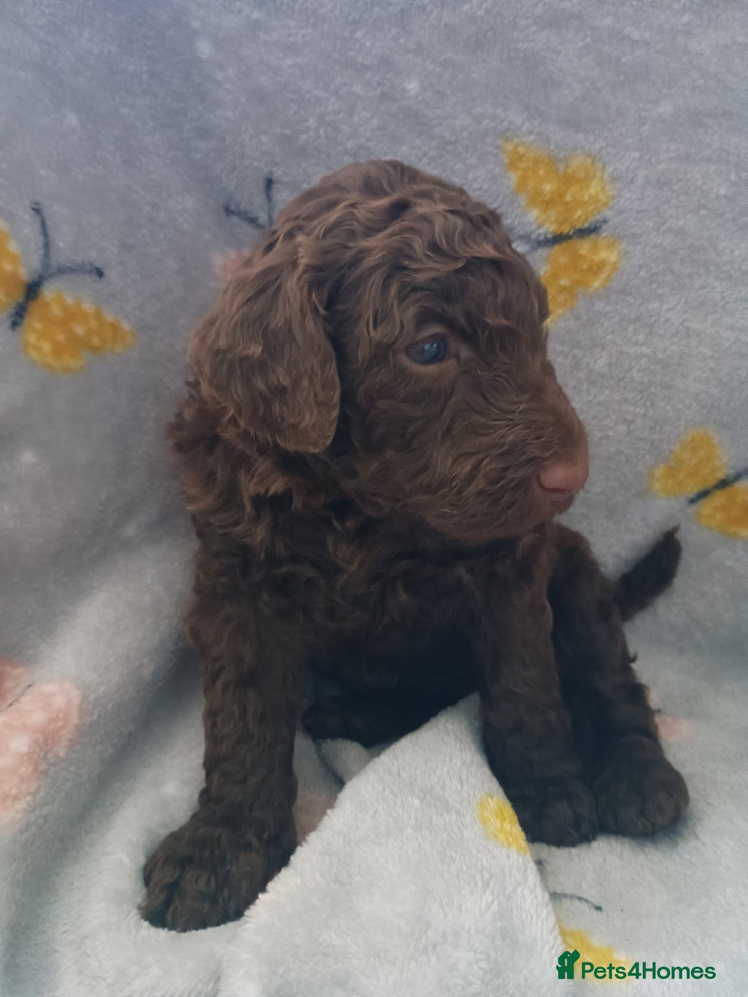 Mixed Breed dogs Beautiful Poodle Puppies 🩷 - Advert 1