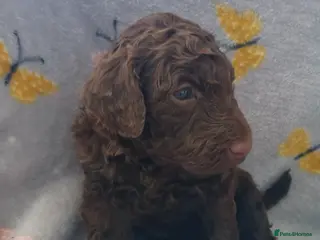 Mixed Breed dogs Beautiful Poodle Puppies 🩷 - Advert 1