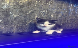 Mixed Breed cats for sale: X3 kittens. - Image 3