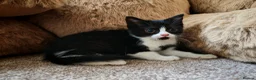 Mixed Breed cats for sale: BRITISH SHORTHAIR CROSS KITTENS *READY NOW* - Advert 5