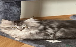 Maine Coon cats for sale: Maine coon x Ragdoll READY NOW 1 BOY LEFT - Image 7