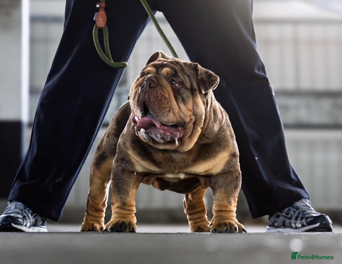 English Bulldog dogs Mr. Emperor 🍫 Chocolate Merle   - Proven - Advert 21