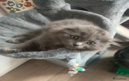 Ragdoll cats for sale: Beautifully half ragdoll kittens  - Image 14