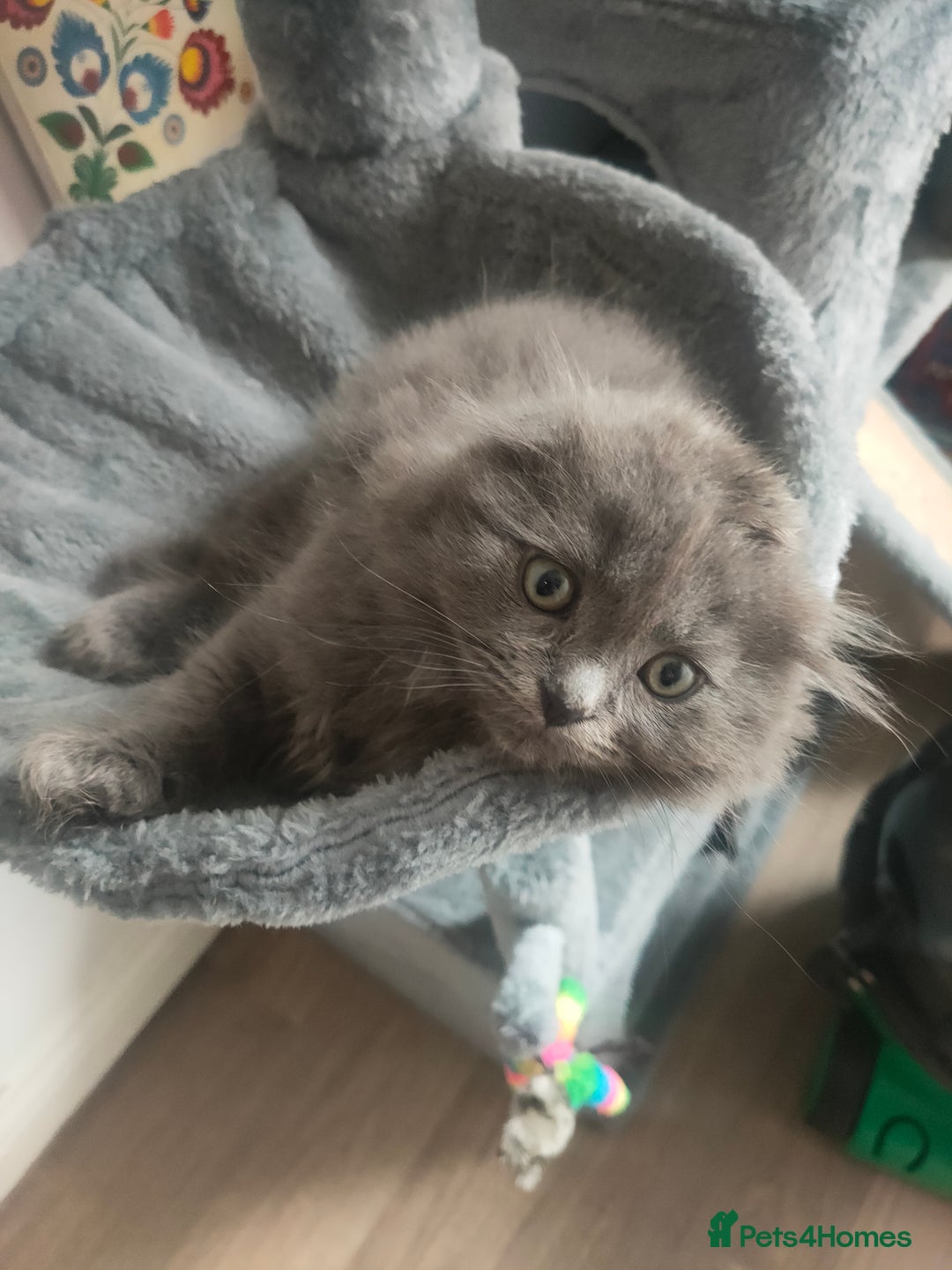 Ragdoll cats for sale: Beautifully half ragdoll kittens  - Image 14