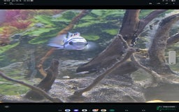 Cichlids fish for sale: Tropical fish for sale! - Image 4
