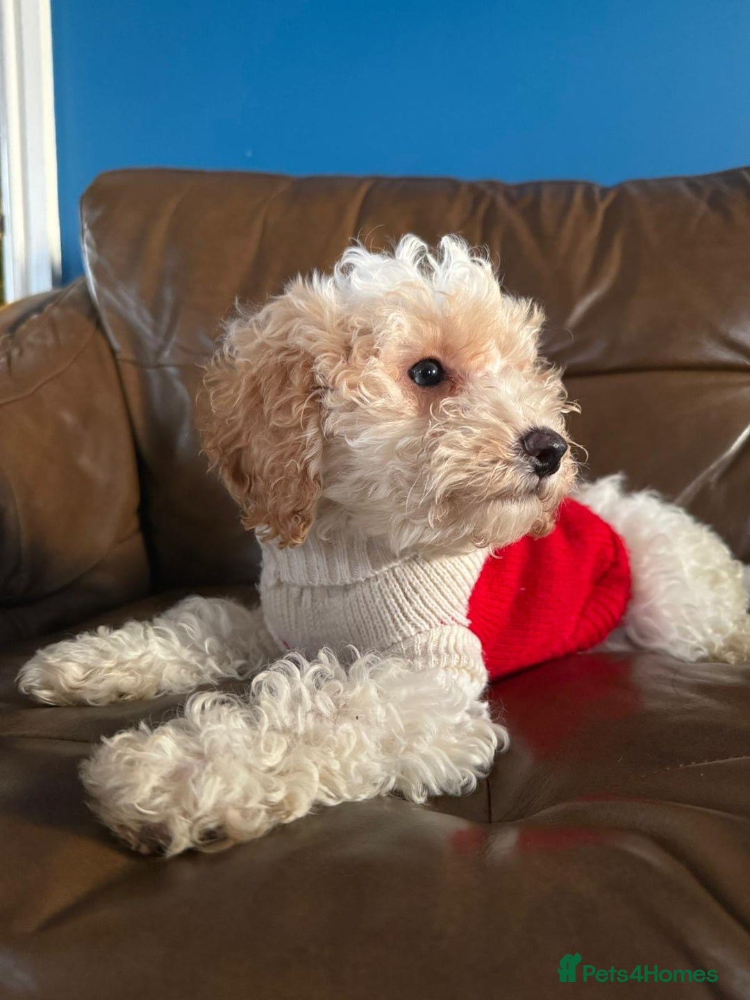 Cavapoo dogs for sale: Beautiful F2 cavapoo girls  - Advert 1