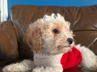 Cavapoo dogs Beautiful F2 cavapoo girls - Advert 9