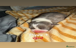 Staffordshire Bull Terrier dogs for sale: Staffordshire bull terriers - Image 8