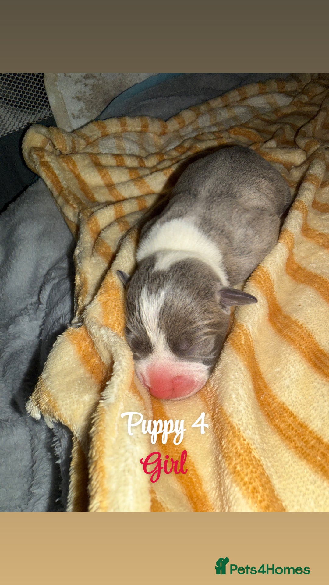 Staffordshire Bull Terrier dogs for sale: Staffordshire bull terriers - Image 8
