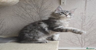 Maine Coon cats in Hull - Advert 2