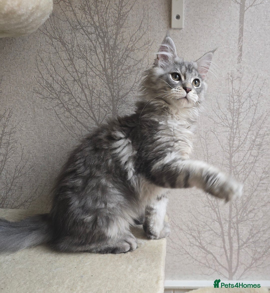 Maine Coon cats for sale: READY NOW Maine Coon Kitten Russian/Shaded lines in Hull - Image 3
