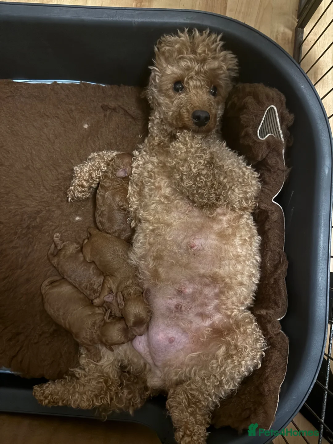 Miniature Poodle dogs for sale: Kc registered red minature puppy’s  - Advert 1
