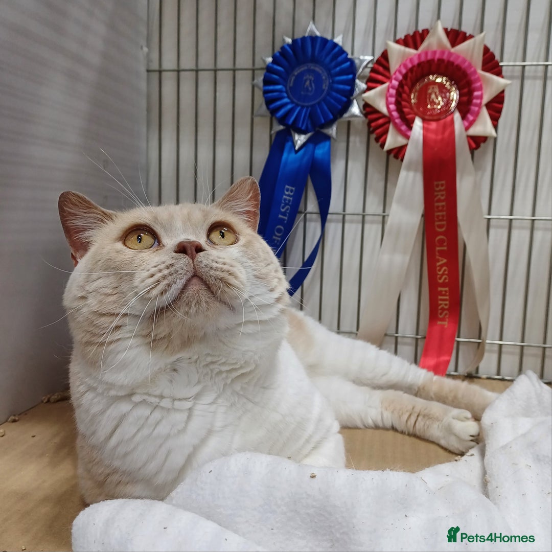 British Shorthair cats for stud: CHAMPION KAROWBIST FLOYDER  in Ruardean - Advert 13