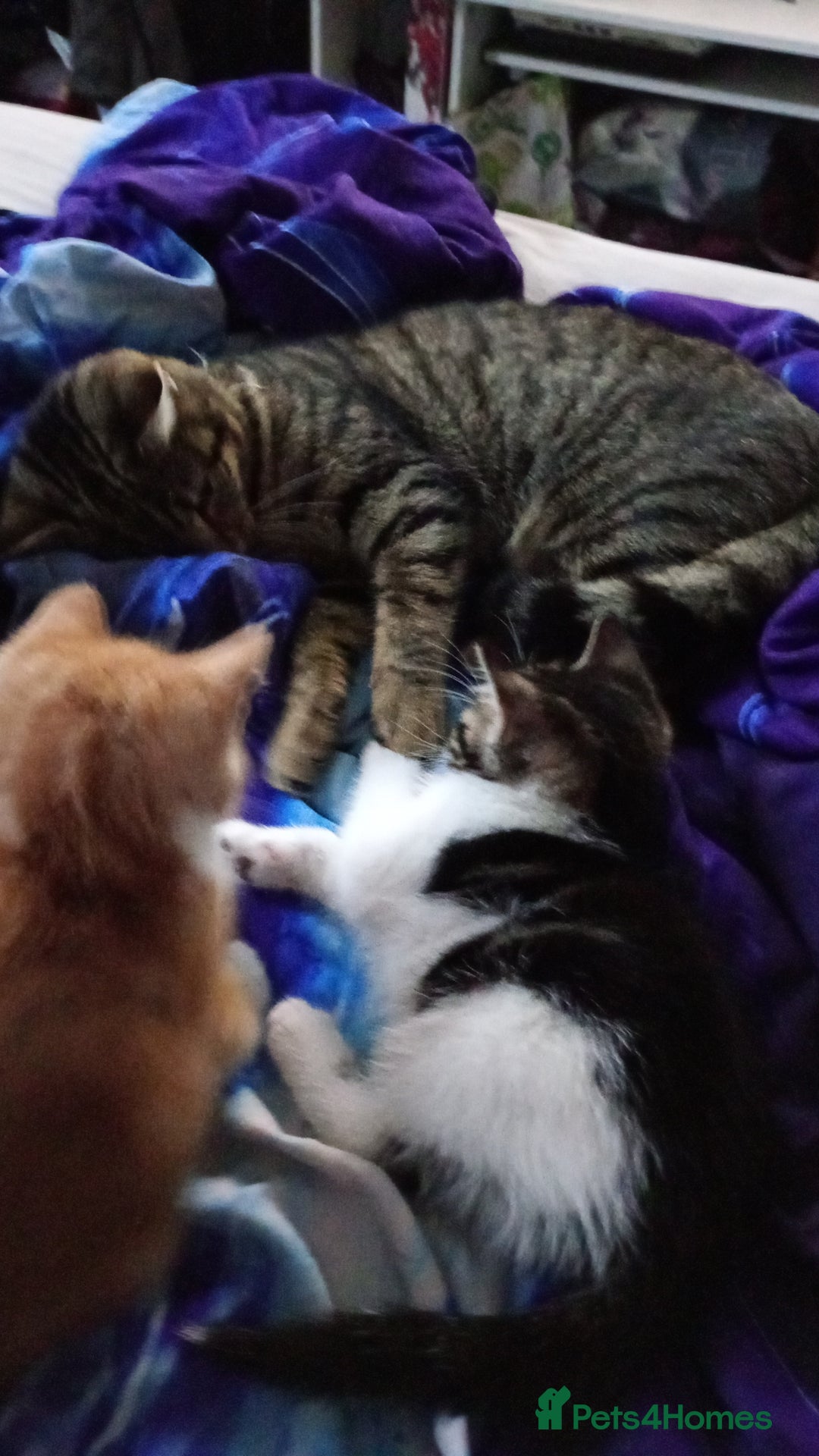 Mixed Breed cats for sale: Kittens  - Advert 2