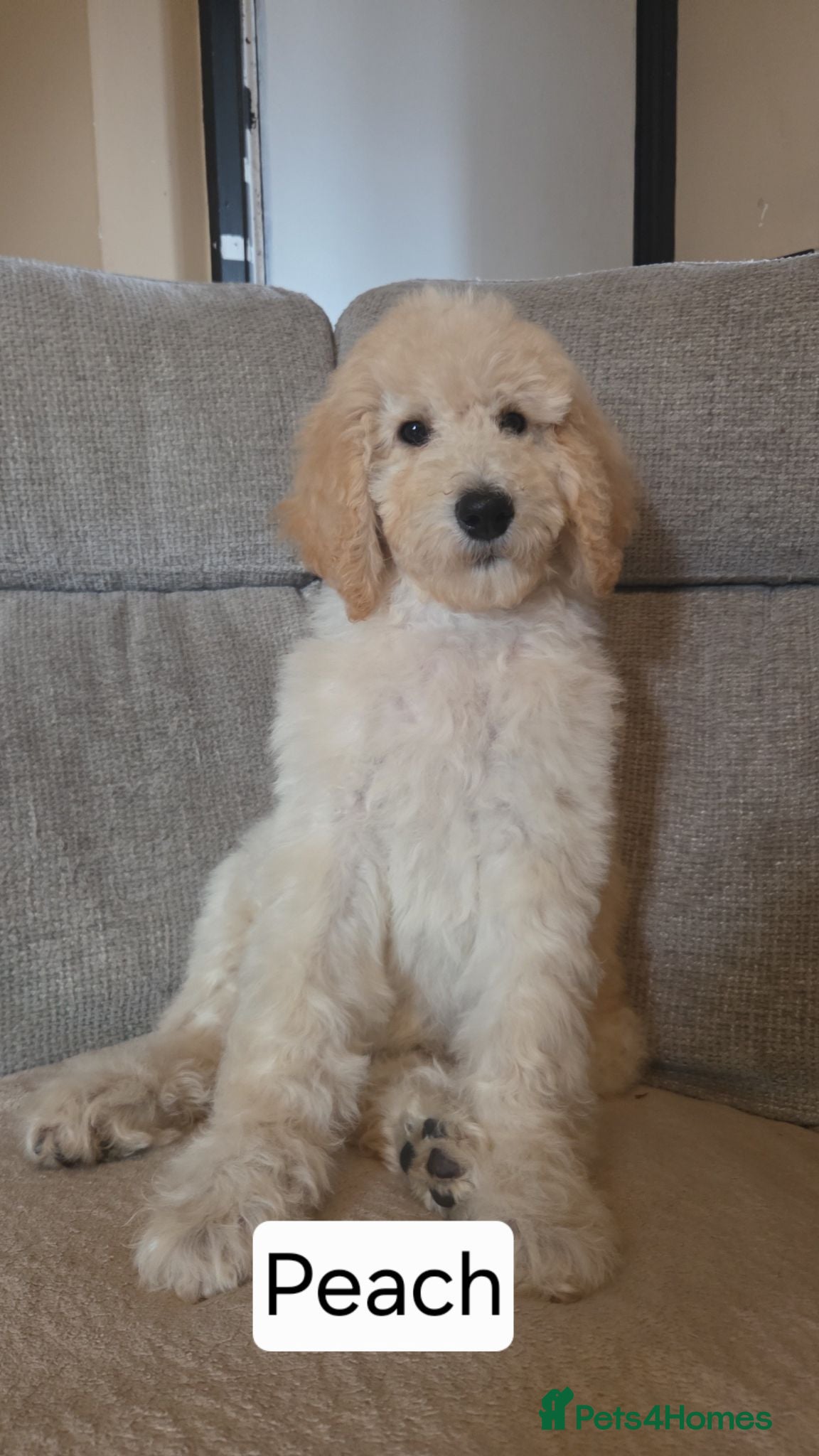 Labradoodle dogs Standard Multigeneration Labradoodle Backcross - Advert 5