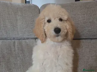 Labradoodle dogs Standard Multigeneration Labradoodle Backcross - Advert 5