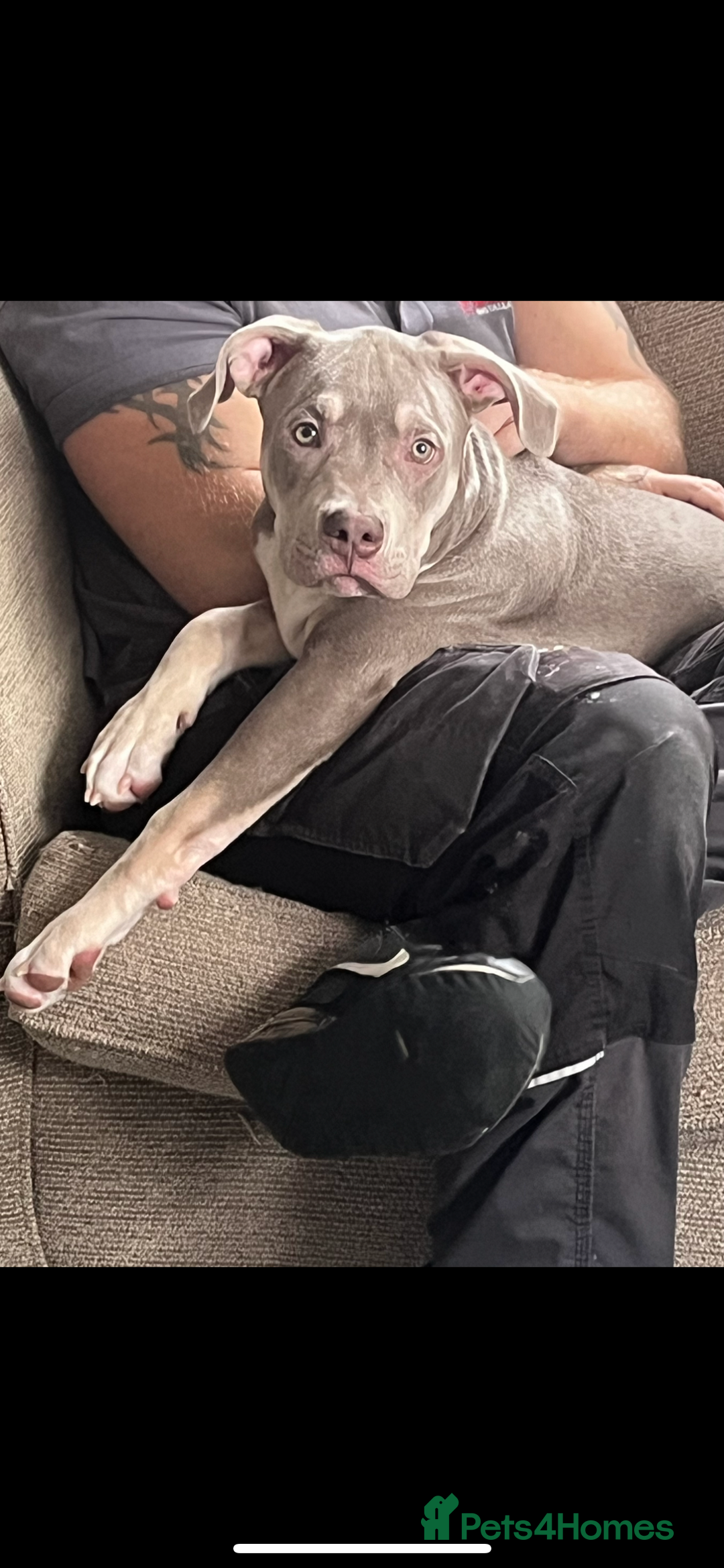 Mixed Breed dogs for sale: Beautiful male staff x American bully  - Image 3