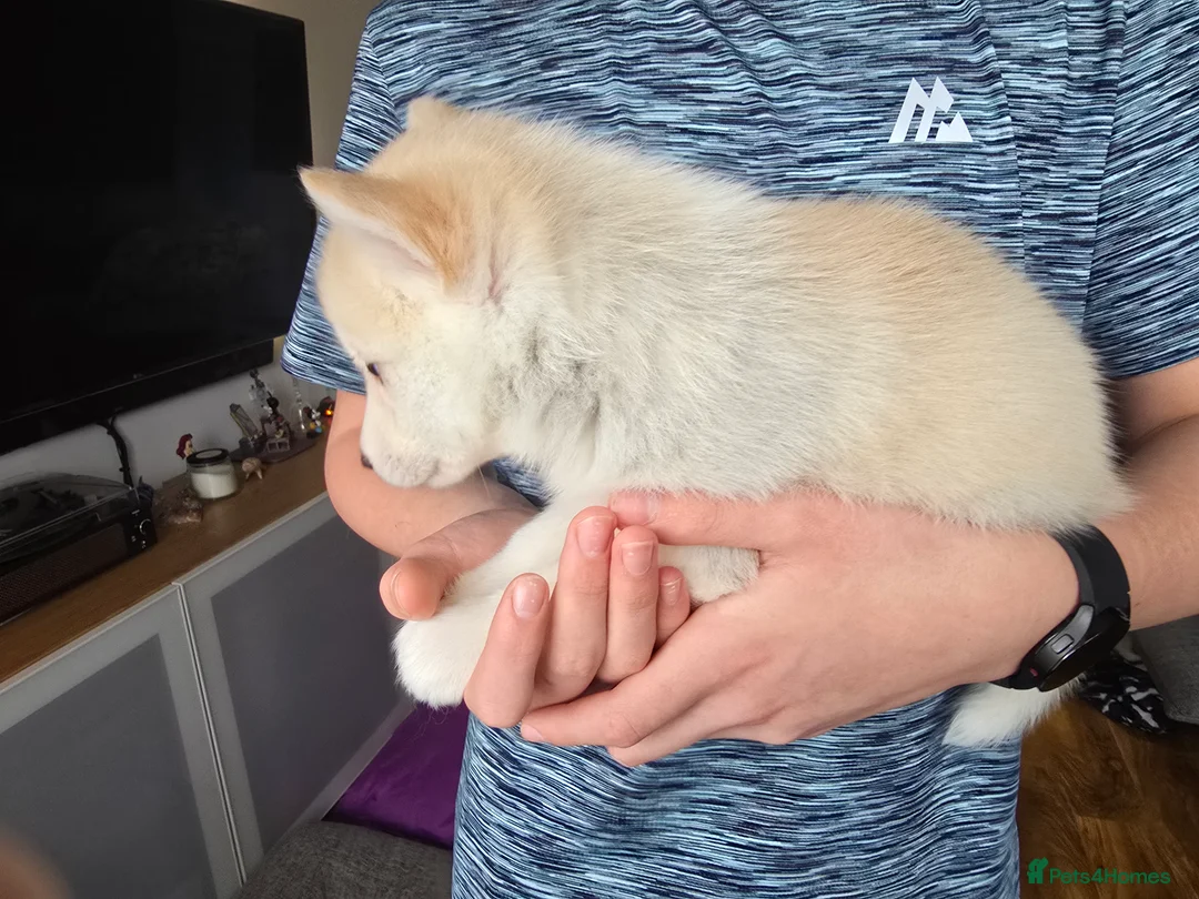 Alaskan Malamute dogs for sale: READY 2 female fluffy pups left - Advert 19